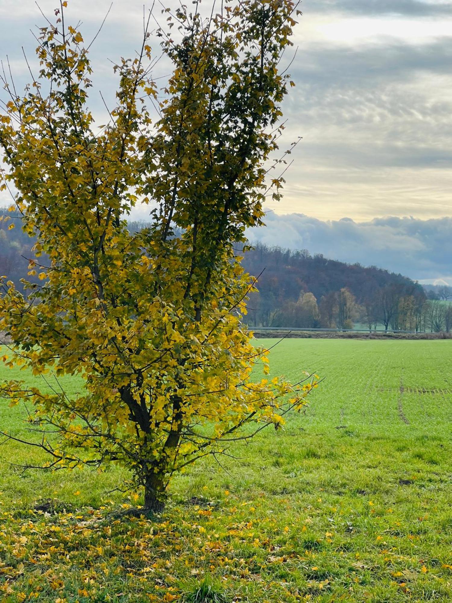 Fewo Uettingen Mitte ภายนอก รูปภาพ